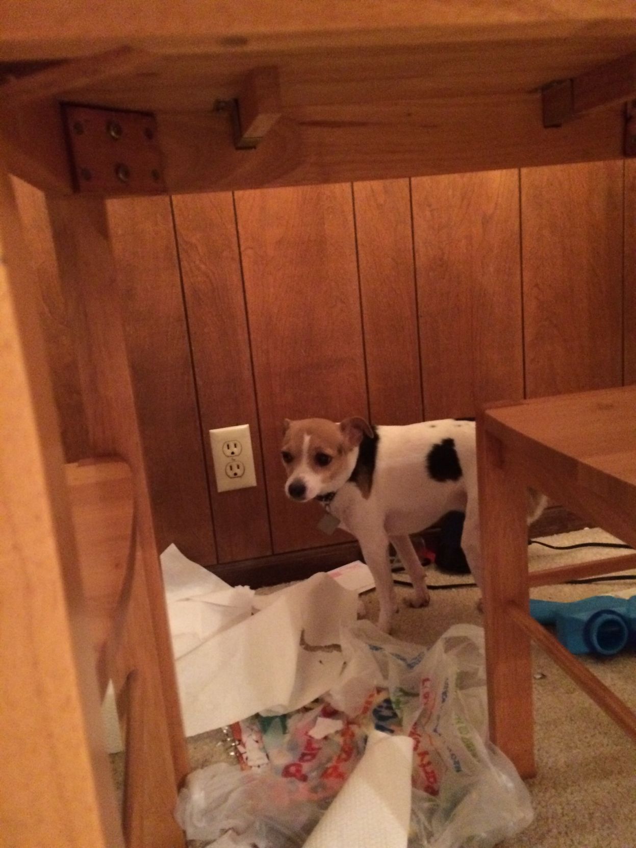 Naughty dog